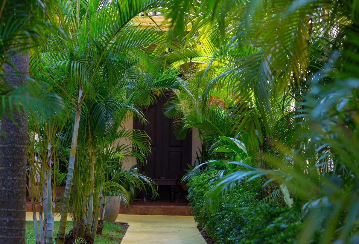 taille des palmiers dans un jardin