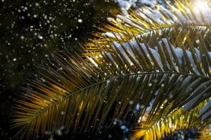 Feuilles de palmier couverte de neige