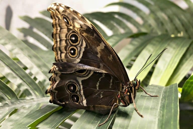 Papillon du palmier symptômes et traitements du Paysandisia Archon — free download