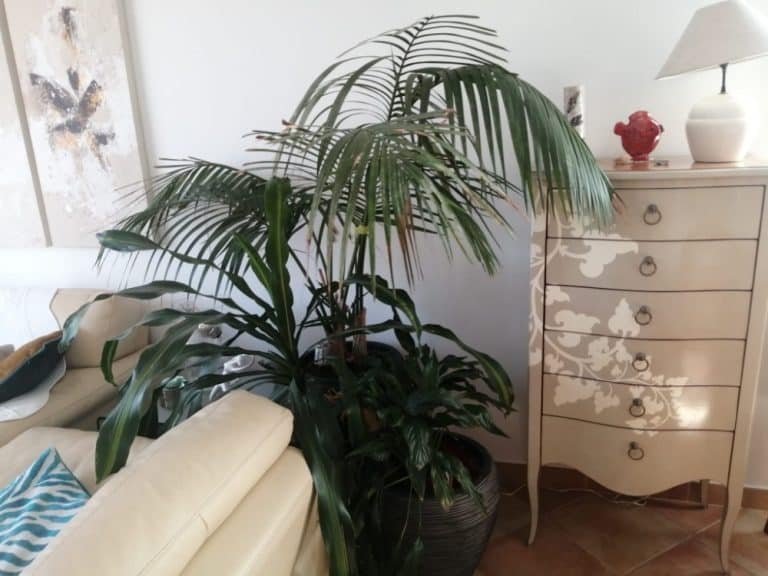 Lot De 2 Palmiers D'intérieur : Chamaedorea Et Areca - 70-80 Cm - Purificateurs D'air - Pot ⌀ 17 Cm
