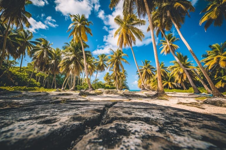 techniques innovantes d'irrigation pour les palmiers