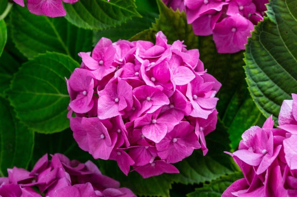 avantages à long terme du bouturage
