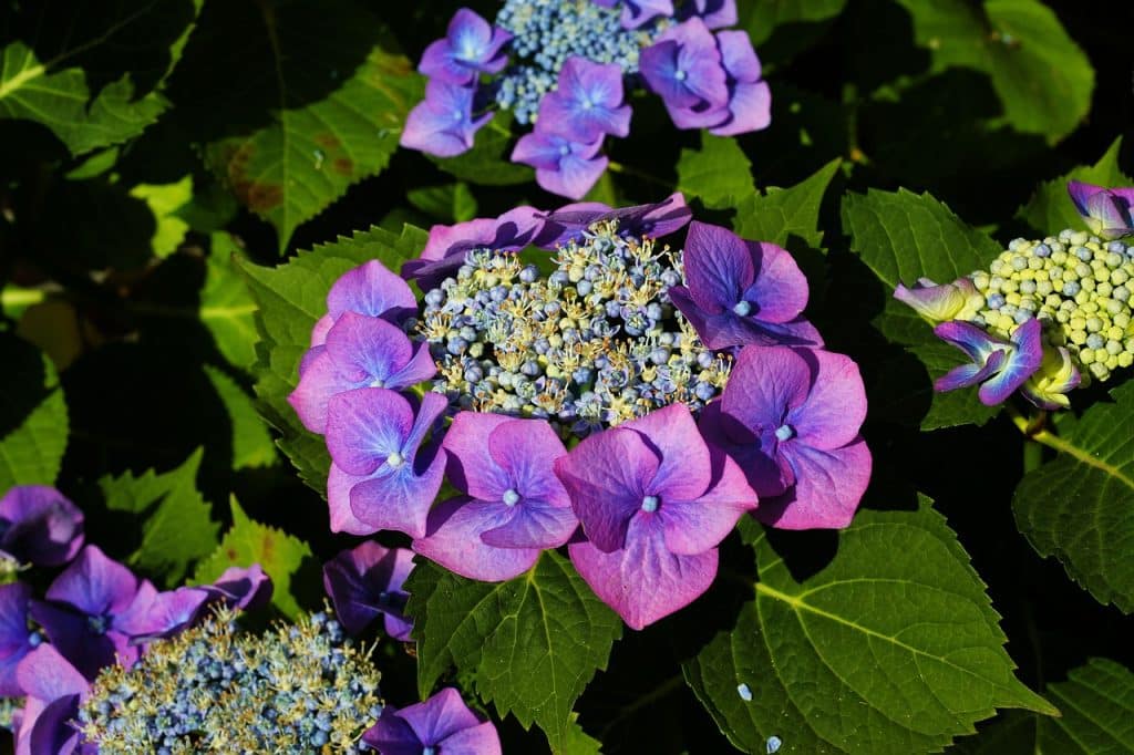bouturage des hortensias