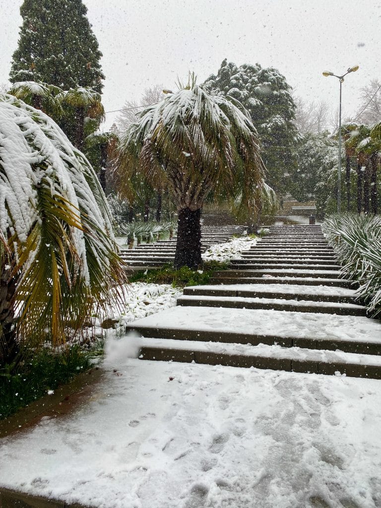 palmier en hiver, gel, neige, froid