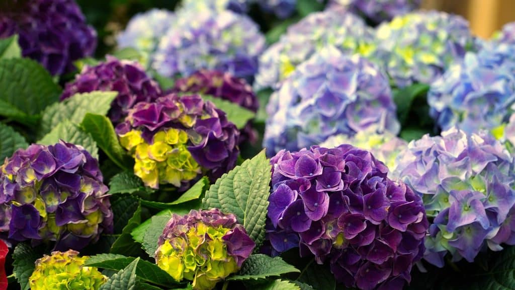 pourquoi bouturer un hortensia