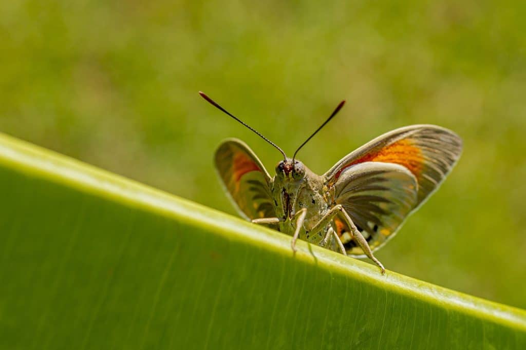 Paysandisia Archon