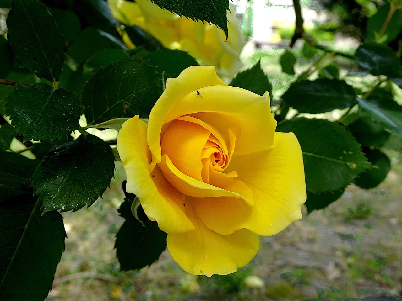 préparation boutures de rosiers