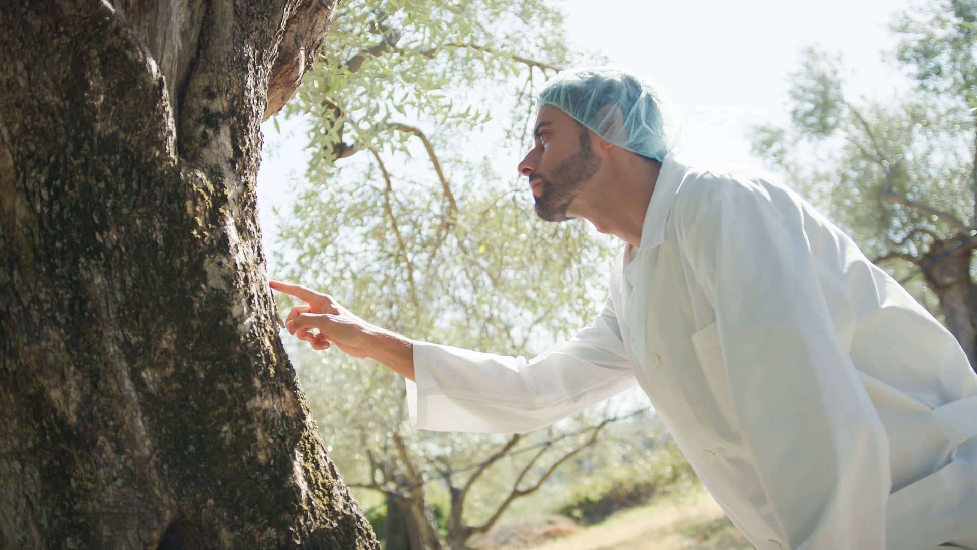 maladies et parasites de l'olivier