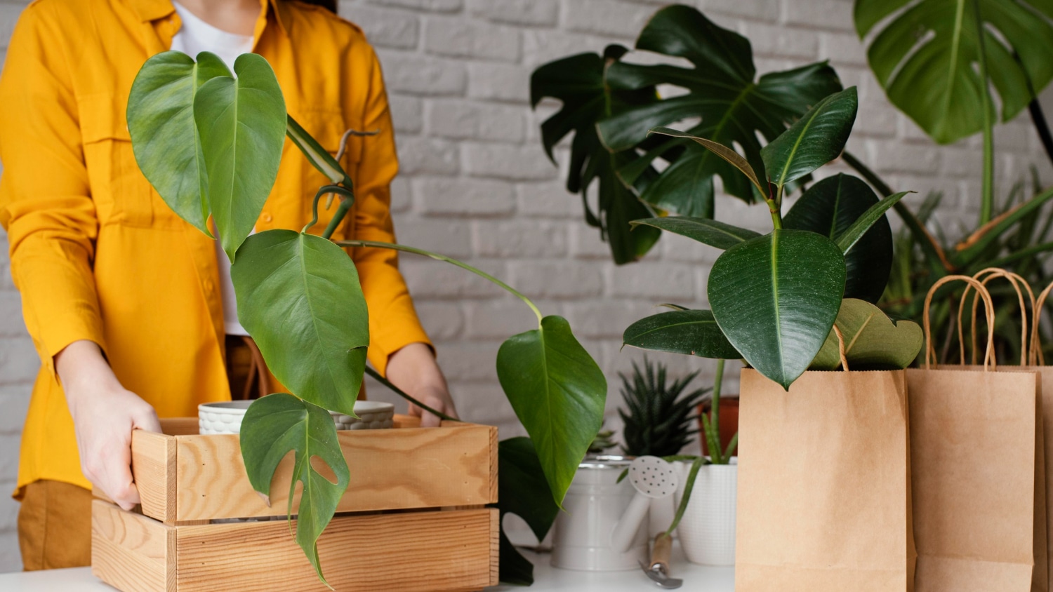 transport des plantes pour déménager