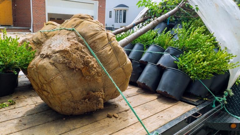 transporter des plantes et des jardins déménagement