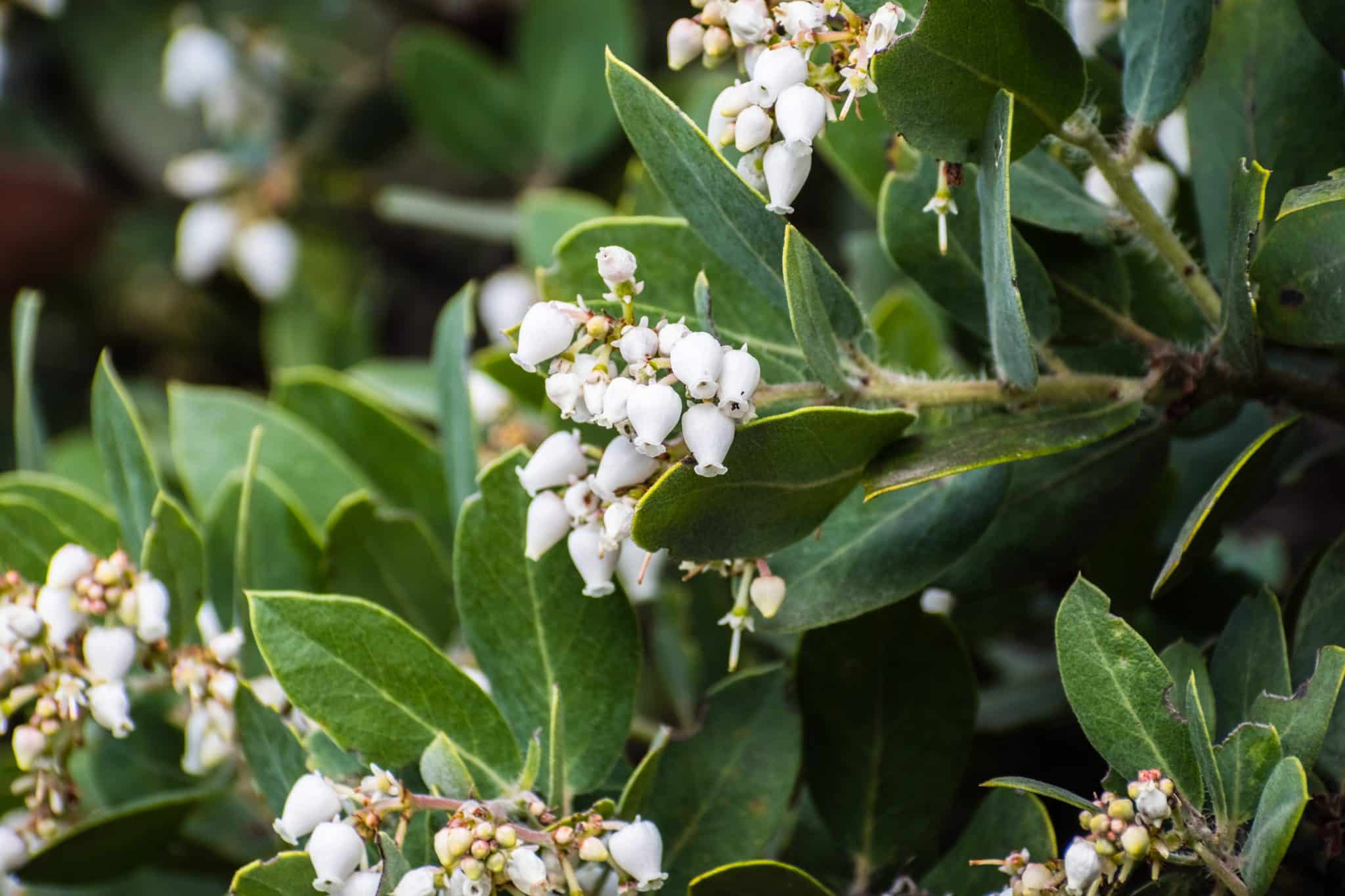 Osmanthus arbuste au feuillage persistant